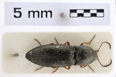 Foto (Dorsalansicht) von Paraphotistus nigricornis (Panzer, 1799) (NHMW-ZOO-COL-0007994)